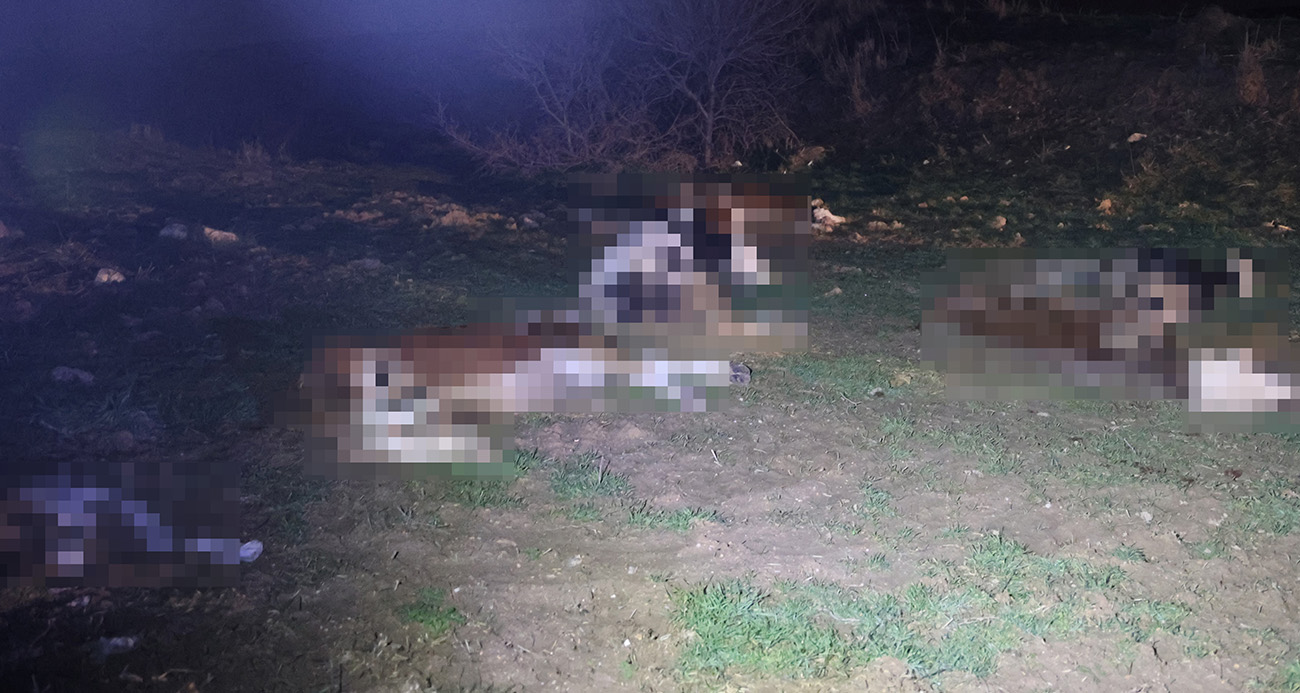 Kırşehir’de mandıralar bölgesi olarak bilinen Tepesidelik ve İnanç köyleri arasında 13 hayvanın cansız bulunması üzerine jandarma ekipleri harekete geçti.