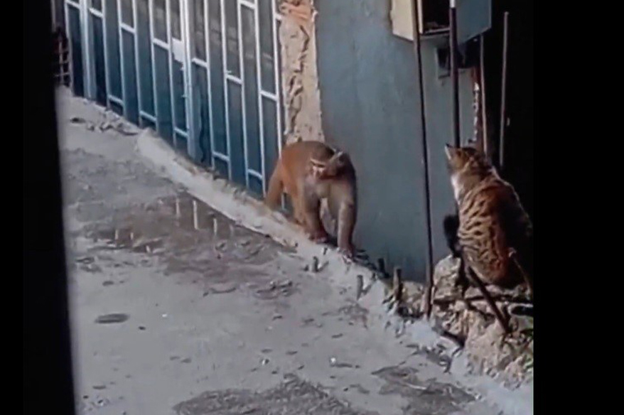 Fikirtepe’de bulundurulması yasaklı maymun türü yakalandı