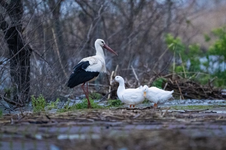 Kayığa konunca gerçek ortaya çıktı
