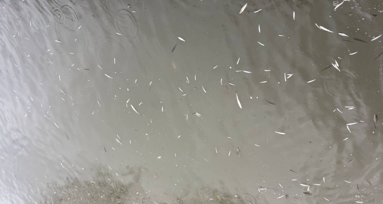 Uludere Çayı’nda binlerce ölü balık bulundu: Ekipler seferber oldu