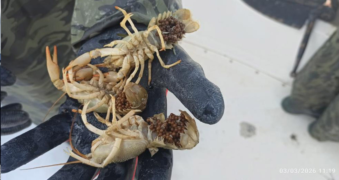 Eğirdir Gölü’nde kaçak pinterlere el konuldu, kerevitler göle bırakıldı