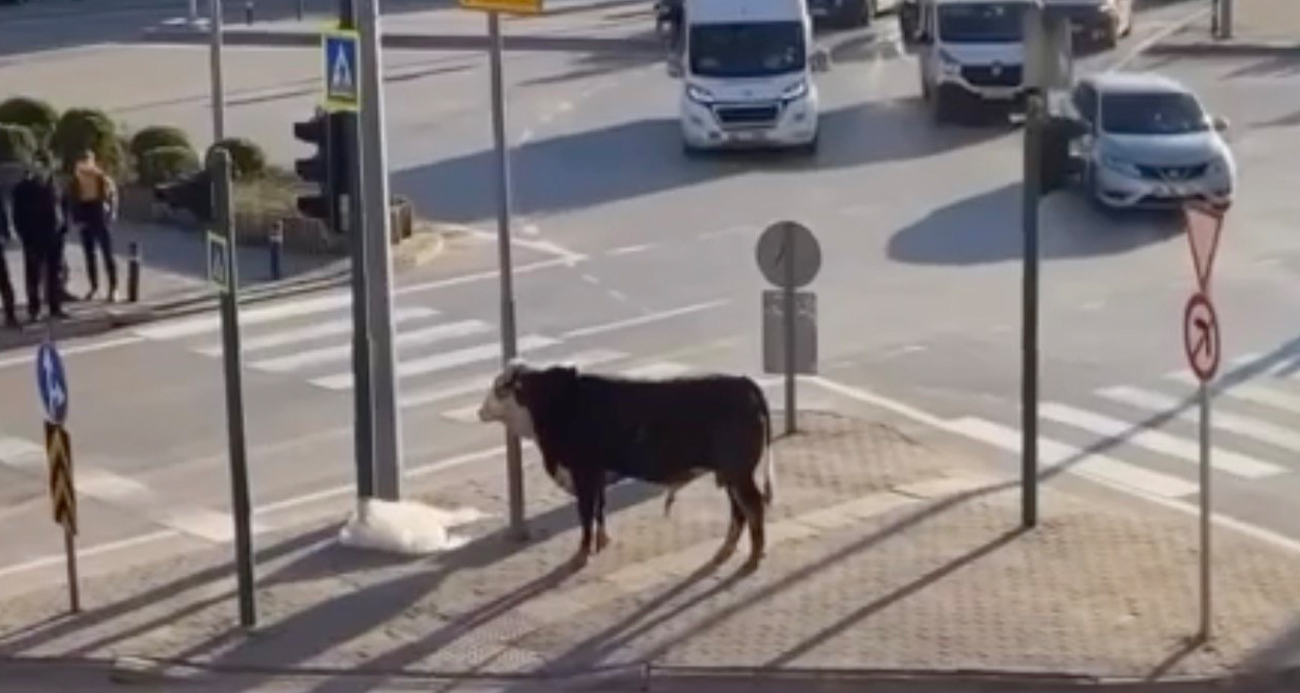 Bursa’nın Yıldırım ilçesinde bir çiftlikten kaçan boğa, Ankara Yolu üzerinde kilometrelerce koşarak trafiği birbirine kattı. Boğa, sahibinin ve çevredeki vatandaşların müdahalesiyle güçlükle yakalandı.