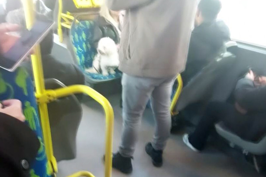 Metrobüste köpek koltukta oturdu, sosyal medyada tartışma başladı
