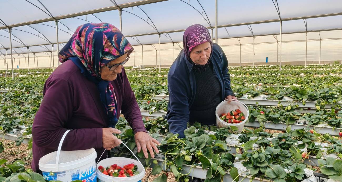 Kadınlar Günü’nü tarlada çalışarak kutladılar