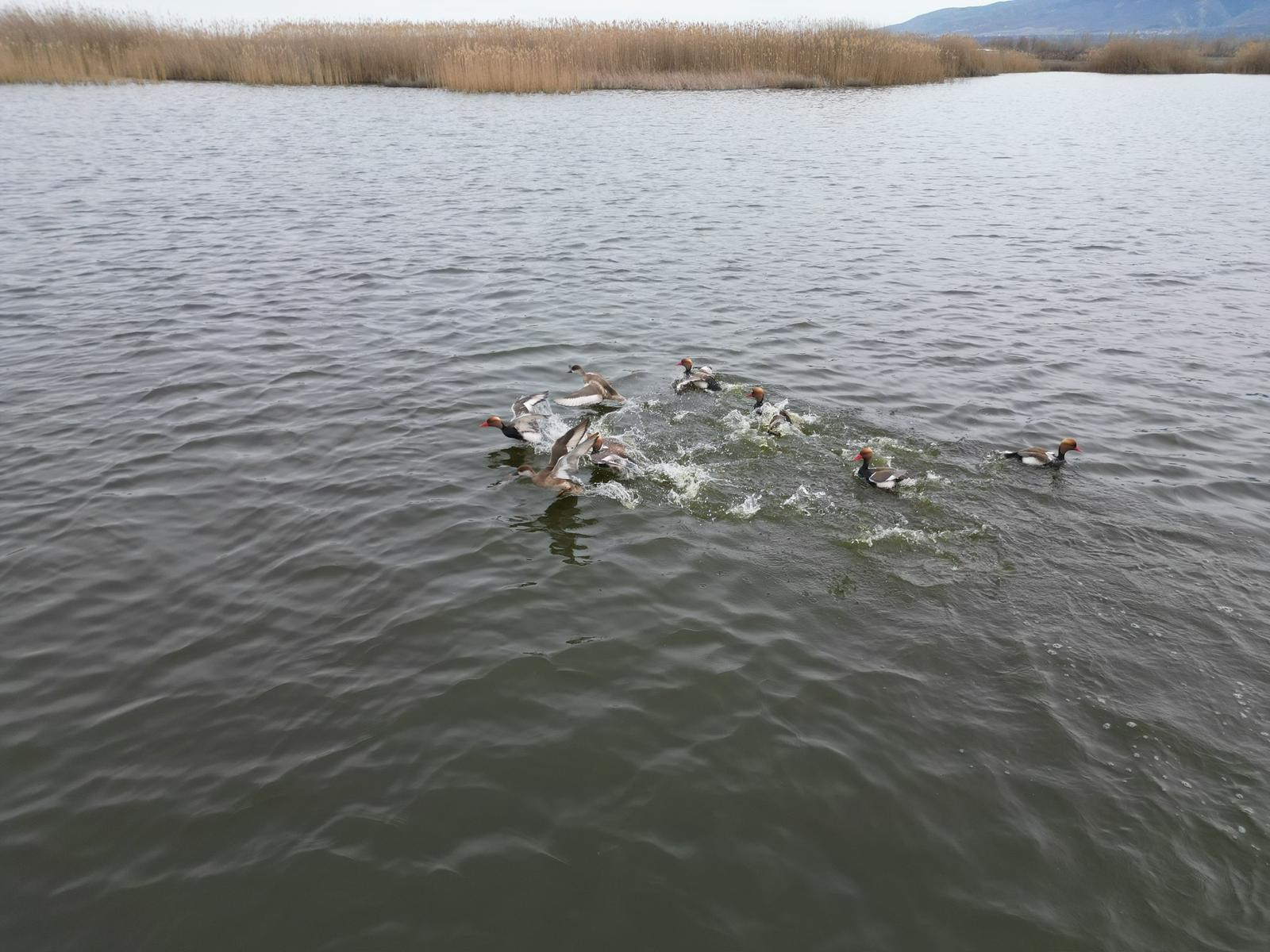 Eber Gölü’nden sevindirici haber geldi