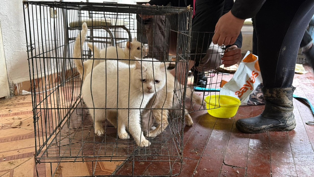 Sınır dışı edilen Rus kadının evinde 4 gündür aç olan 12 hayvan kurtarıldı