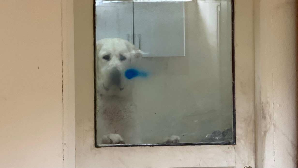 Sınır dışı edilen Rus kadının evinde 4 gündür aç olan 12 hayvan kurtarıldı