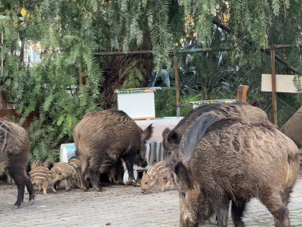 İzmir’de yaban domuzları gündüz vakti sokaklarda yiyecek aradı