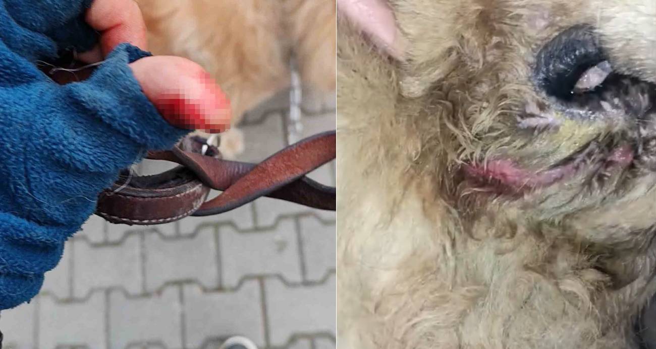 Başıboş pitbull, vatandaş ile köpeğine dehşeti yaşattı