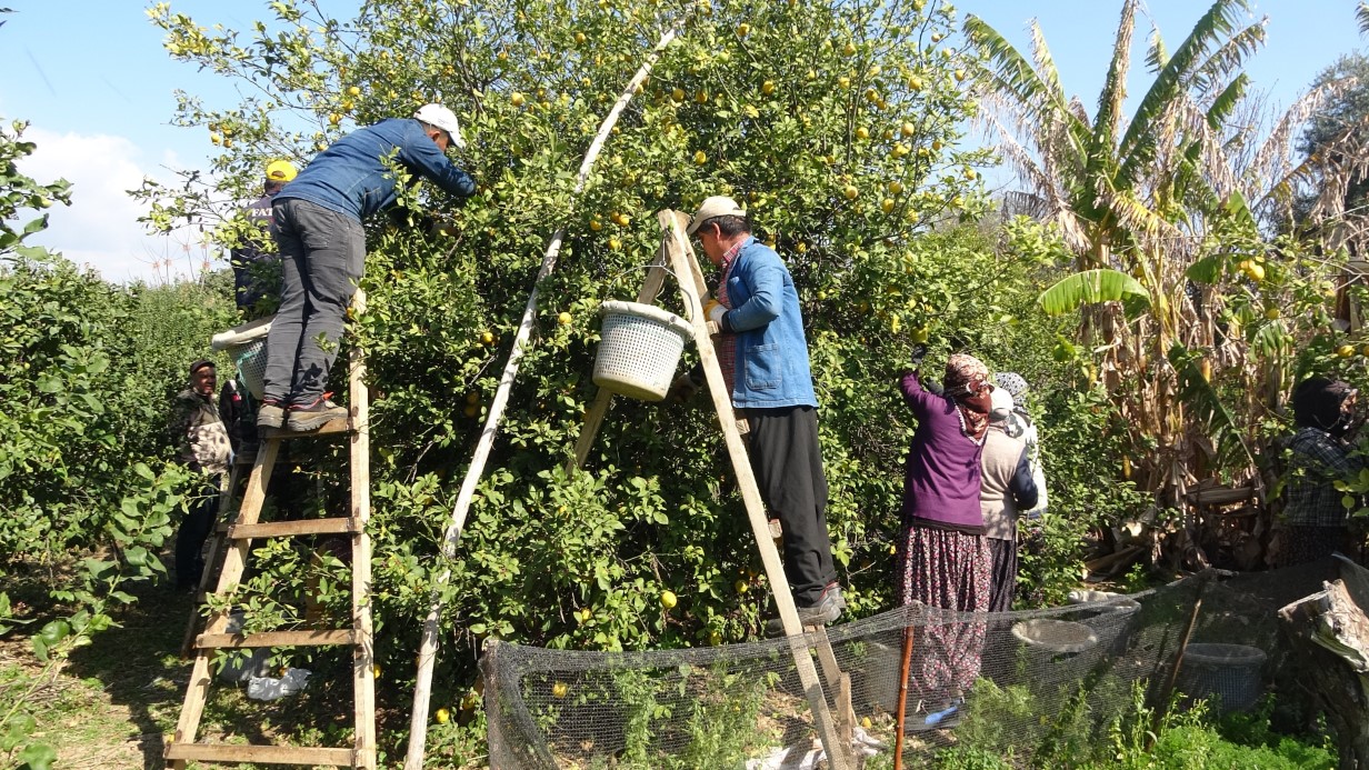Limonda hasat sonu: Kadınların yoğun mesaisi sürüyor