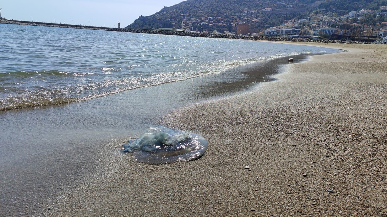Balıkçıların kabusu oldular : Attıkları ağlara yüzlerce dev denizanası takıldı