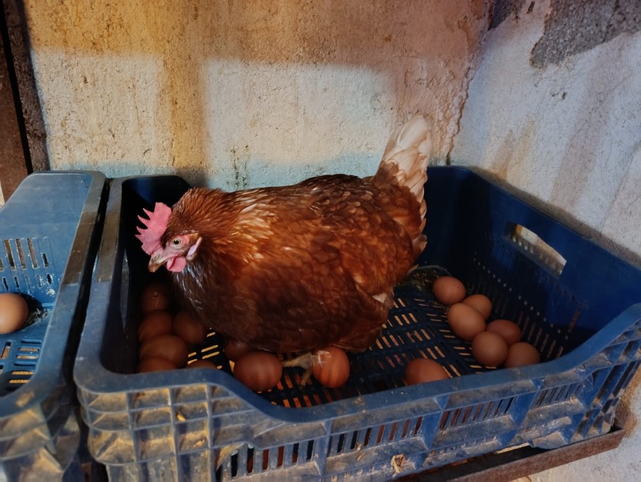 Ev kiraları şehirden kaçırdı, köyde