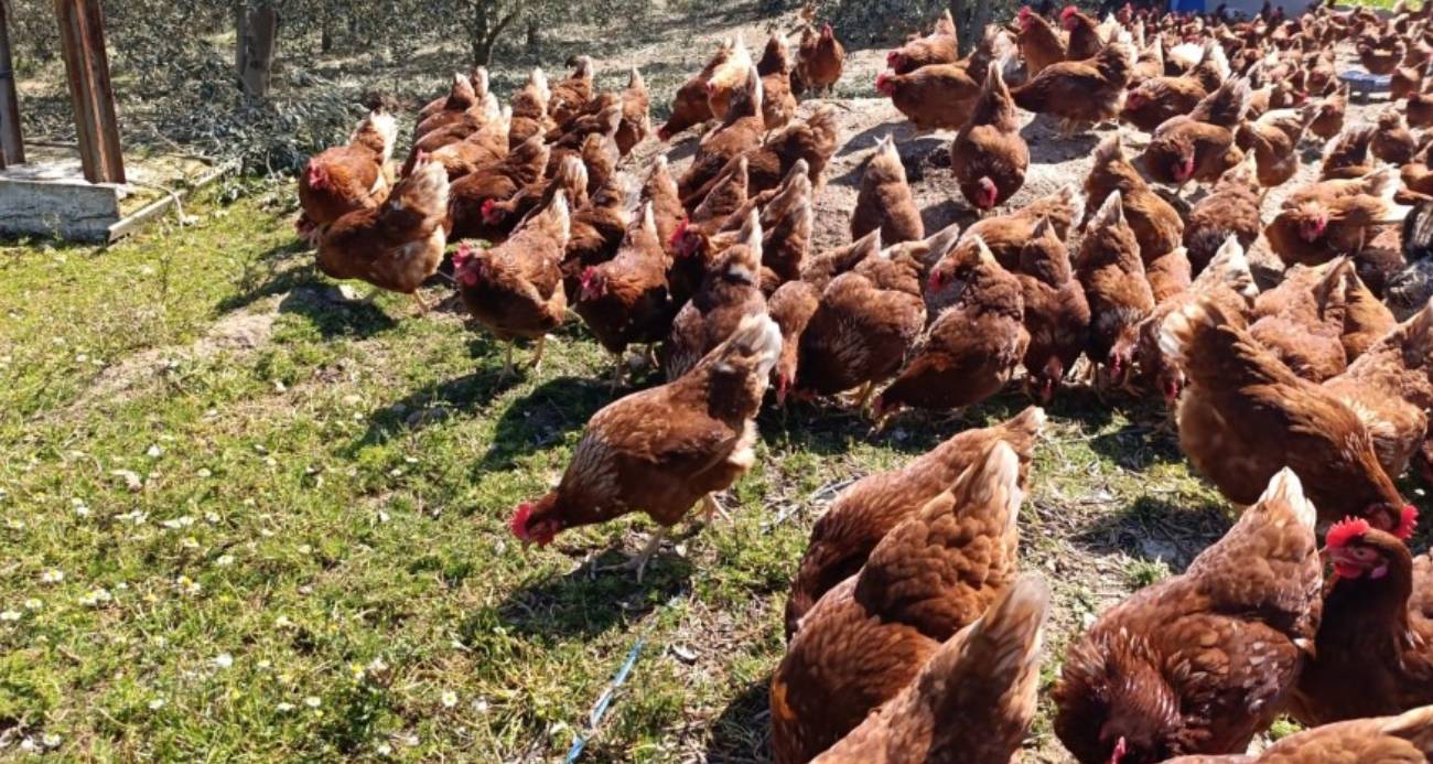 Manisa’da artan ev kiraları nedeniyle şehir hayatını bırakan Sertkaya,kurduğu gezen tavuk çiftliğiyle hem üretime hem de geçimini sağlamaya başladı.