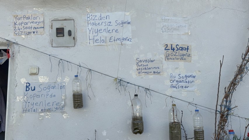 Bahçede yetiştiremeyince çözümü evinin duvarında buldu