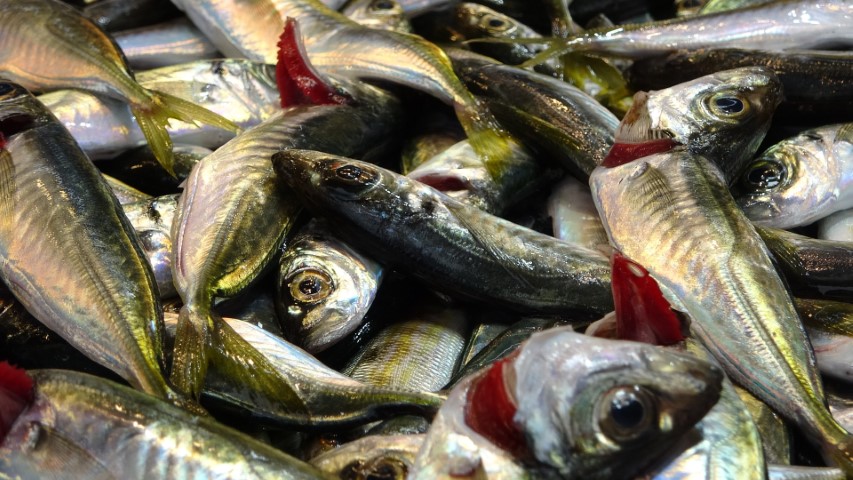 Bayram öncesi balık tezgahlarında bolluk