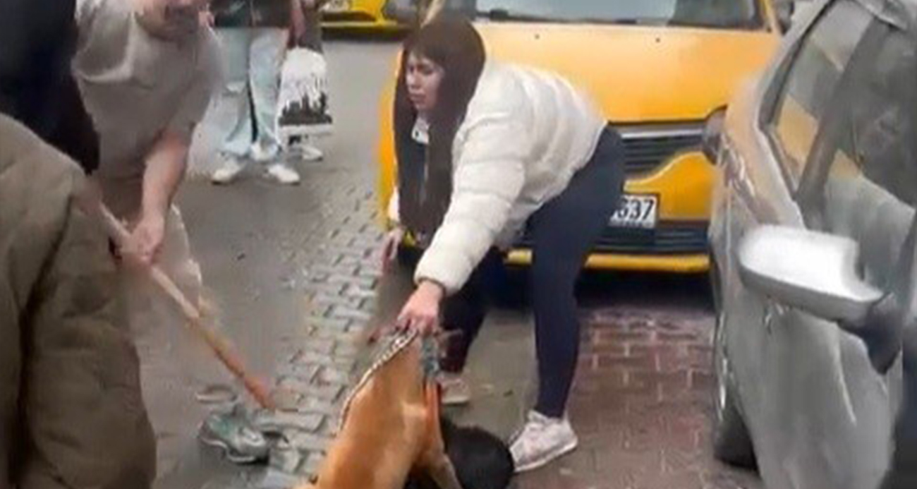 Pitbull saldırısı kameraya yansıdı: Köpek barınağa alındı