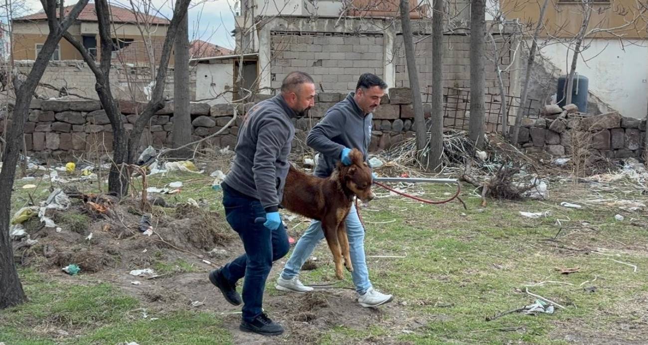 Başıboş köpeğin saldırdığı 3 yaşındaki çocuk ağır yaralandı