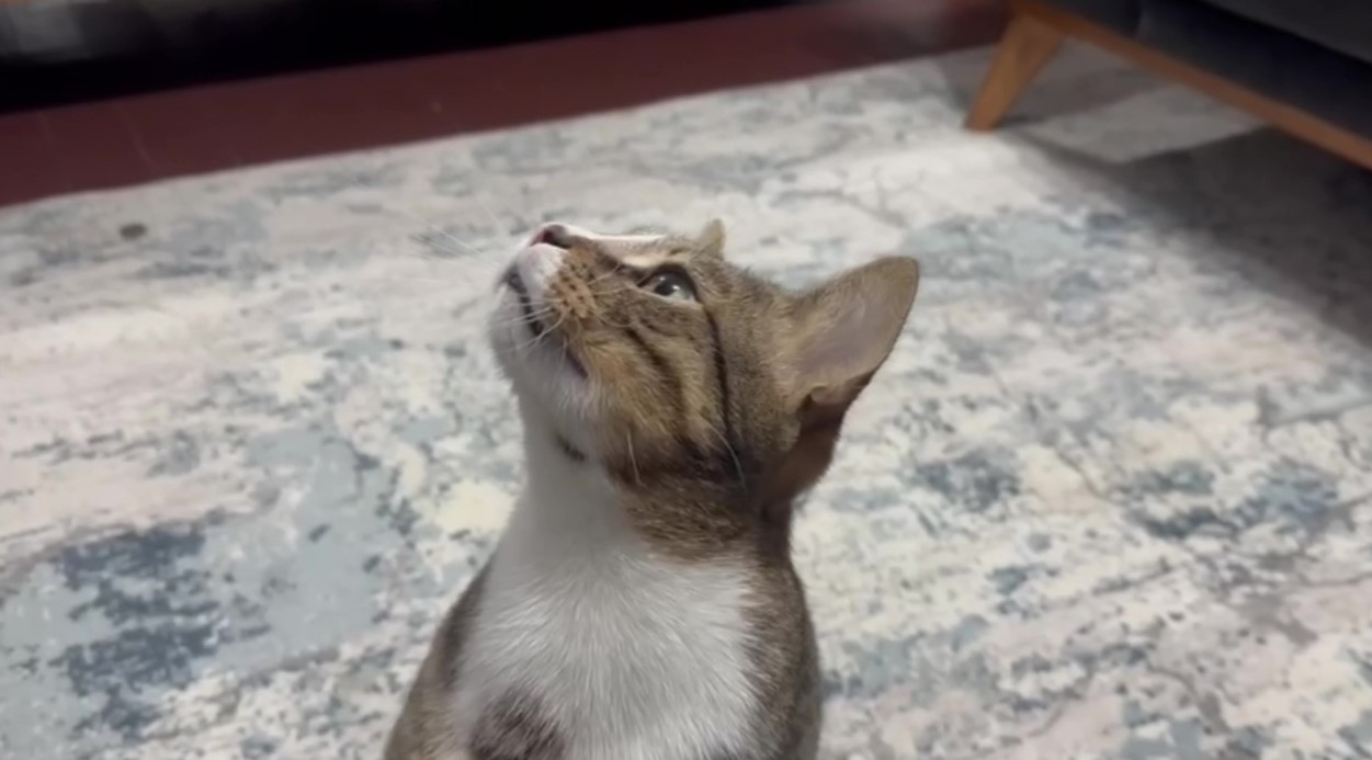 Zonguldak’ta veteriner hekime kusma şikayetiyle getirilen ve 4 yıldır tedavi edilemeyen kedinin midesinden yabancı cisim çıkartıldı.