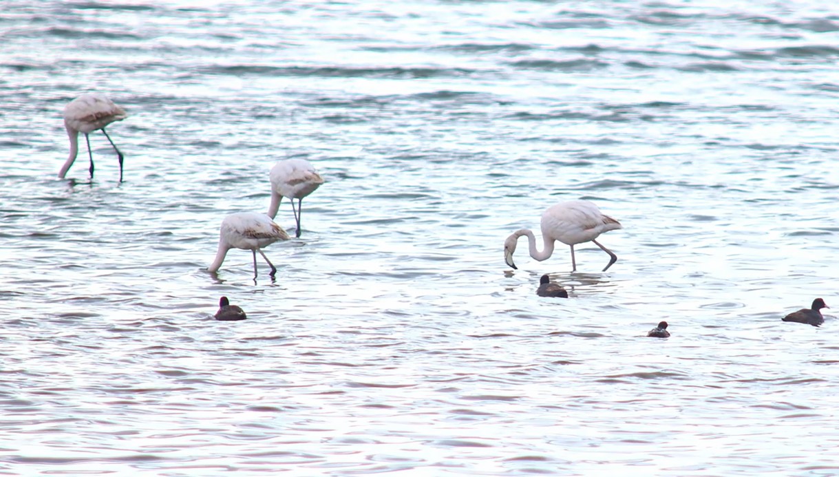 Flamingolar Van Gölü Havzası’na geri döndü