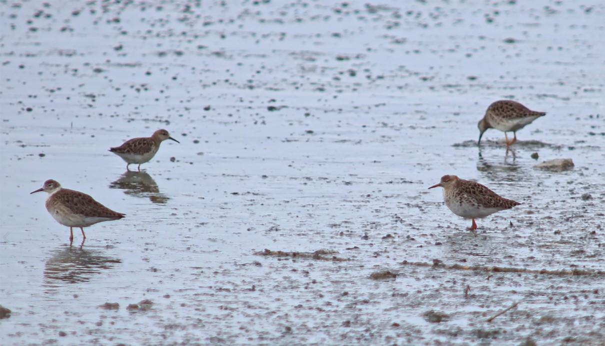 Flamingolar Van Gölü Havzası’na geri döndü
