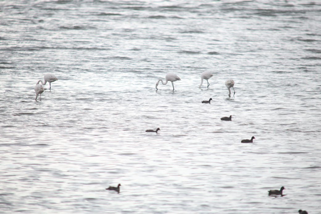 Flamingolar Van Gölü Havzası’na geri döndü