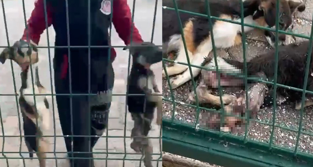 Bucak Belediyesi Sokak Hayvanları Bakımevi ve Rehabilitasyon Merkezi’nde feci görüntüler
