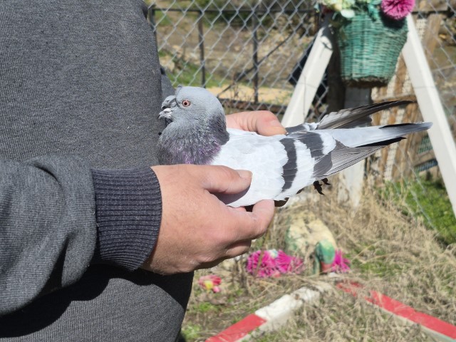 Çocukluğundan bu yana güvercin tutkunu olan adam: 