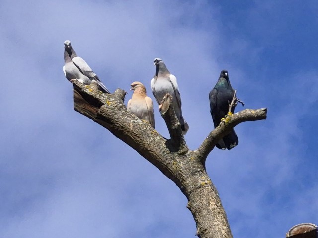 Çocukluğundan bu yana güvercin tutkunu olan adam: 