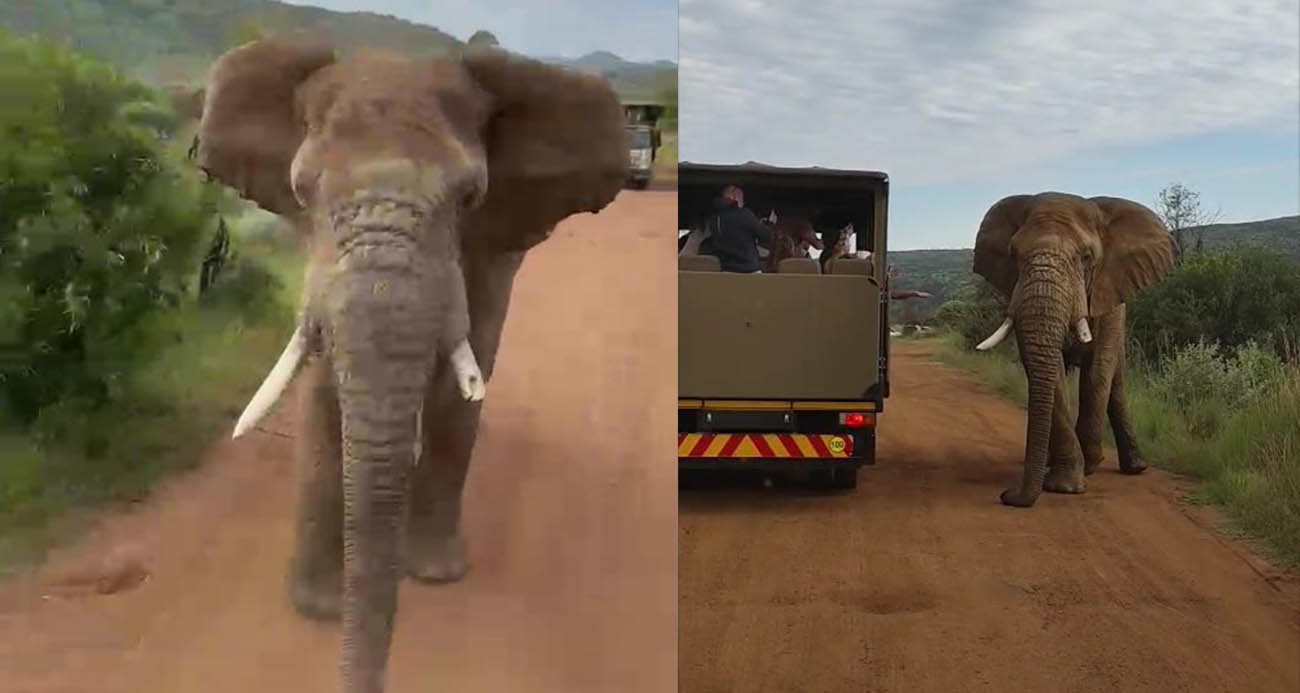 Safari turunda Türk turistleri fil kovaladı