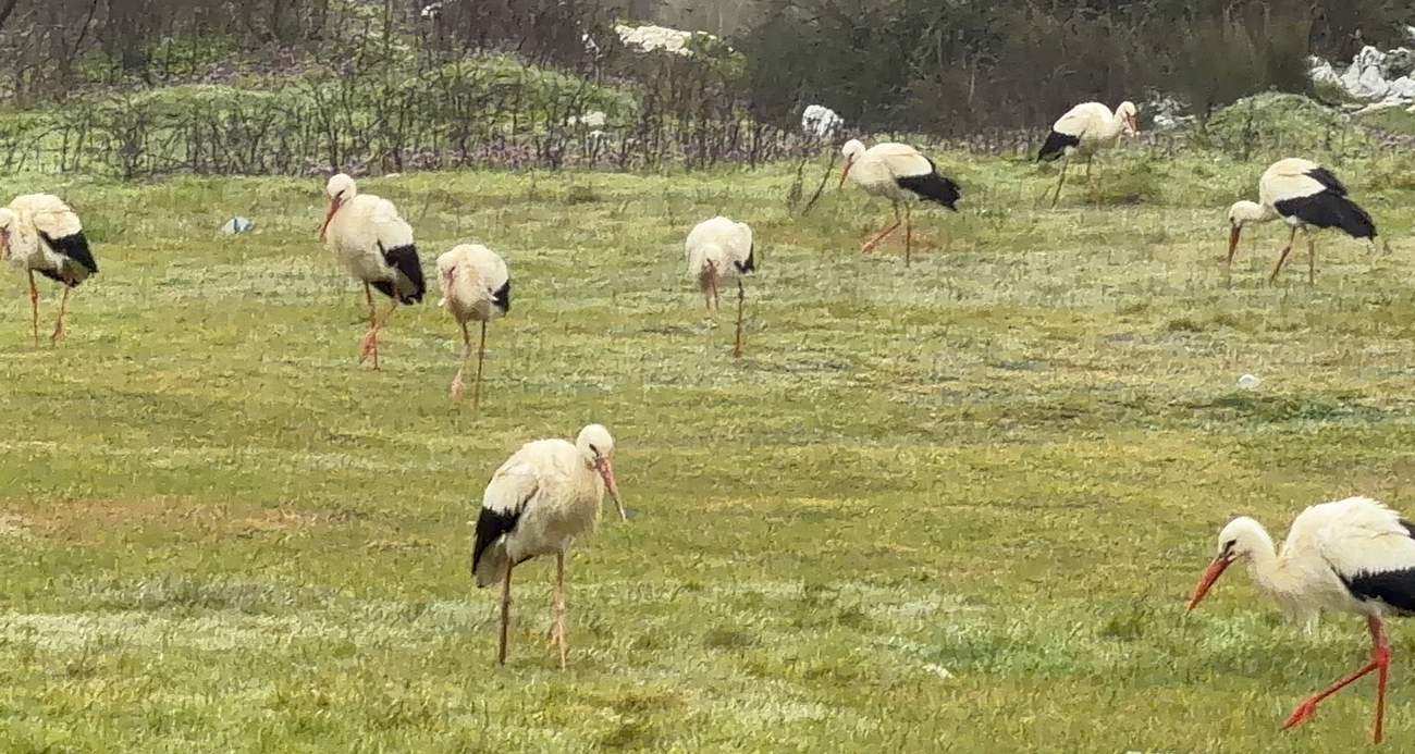 İstanbul’dan her yıl 1 milyon leylek geçiyor