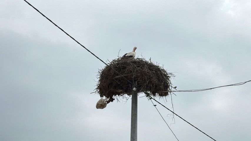 Yaren Leylek ve Adem amcaya yoğun ilgi