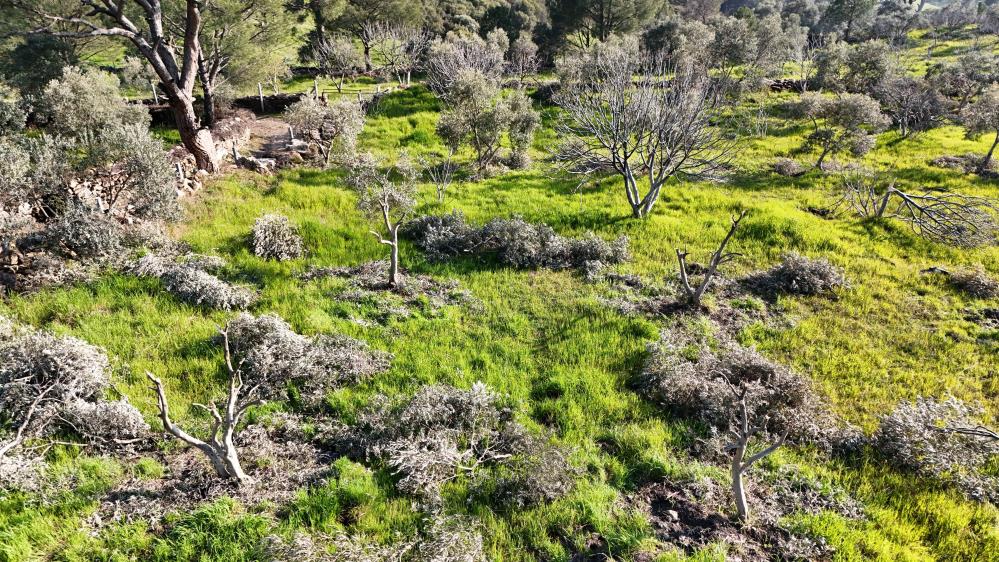 Böyle öfke görülmedi, bir gecede yüzlerce incir ve zeytin ağacını kesip ortadan kayboldular