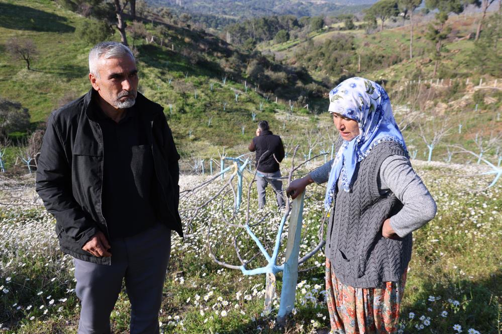 Böyle öfke görülmedi, bir gecede yüzlerce incir ve zeytin ağacını kesip ortadan kayboldular
