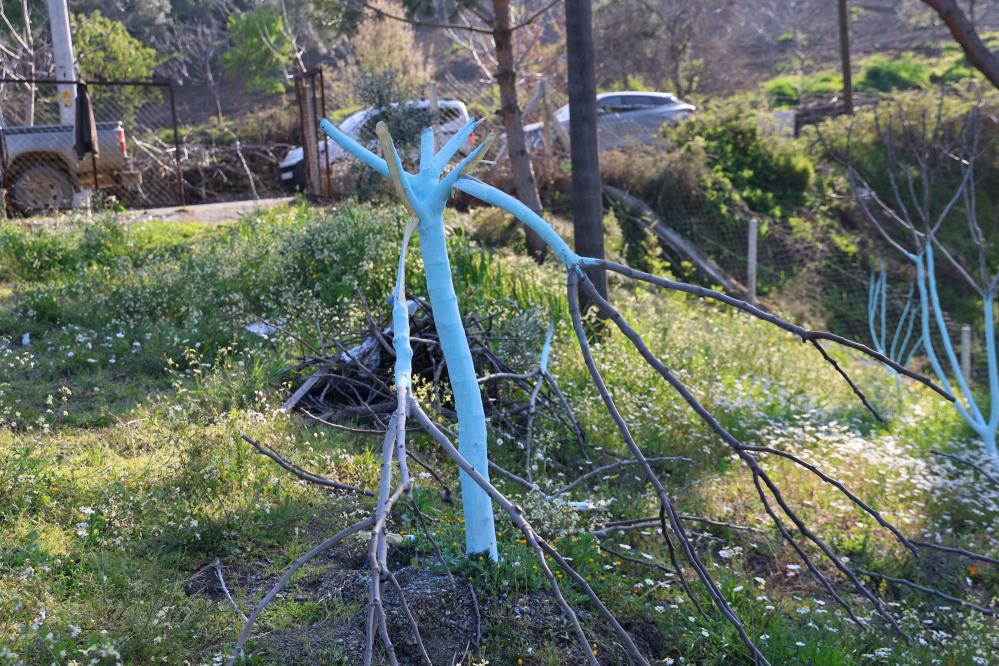 Böyle öfke görülmedi, bir gecede yüzlerce incir ve zeytin ağacını kesip ortadan kayboldular