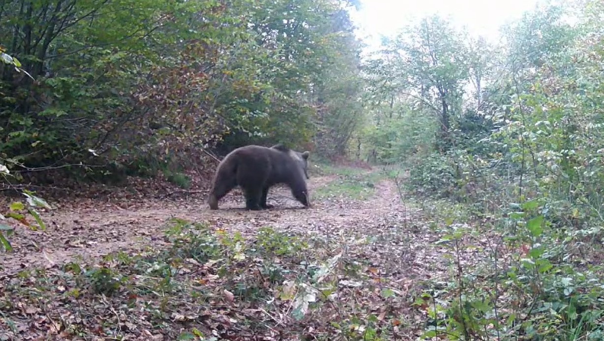 İlginç hobisi ile yaban hayatı fotokapanla izliyor