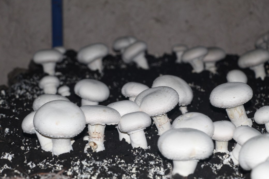 2 bin yıllık tarihi mağarada mantar üretim tesisi kurdu