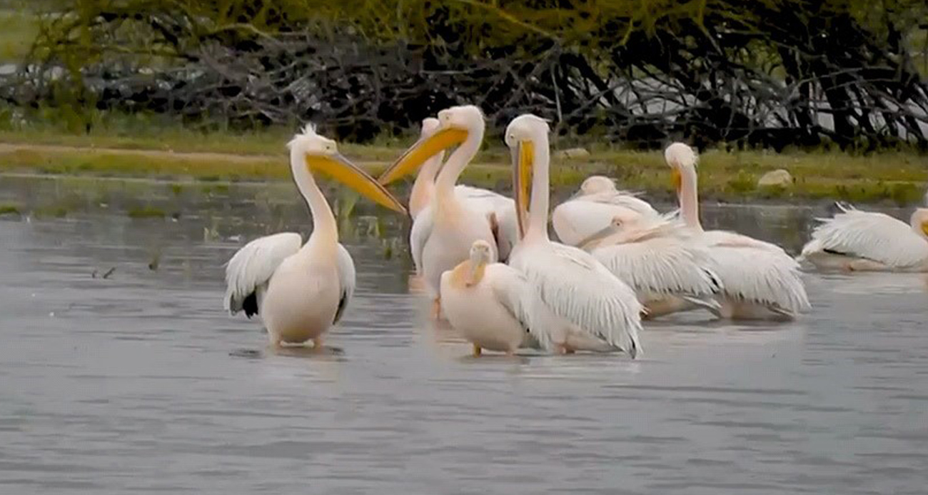 Göç eden pelikanlar, Bursa’nın İnegöl ilçesinde bulunan Boğazköy Barajı’nda mola verdiler.