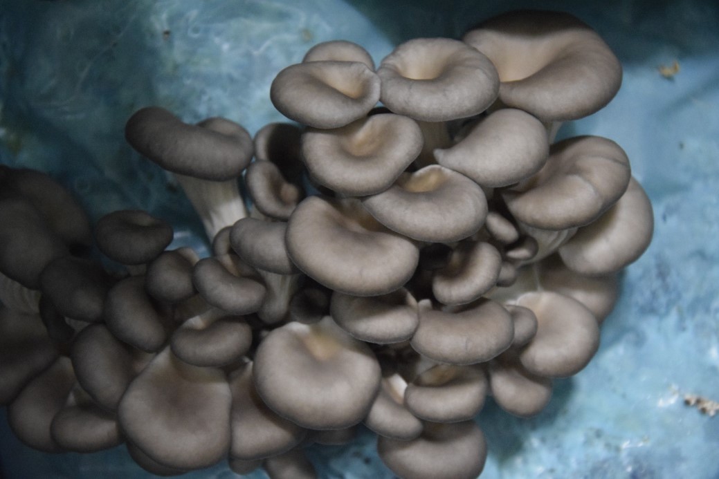 Hobi olarak başladığı mantar yetiştiriciliğinde günde 1 tona yakın hasat elde ediyor