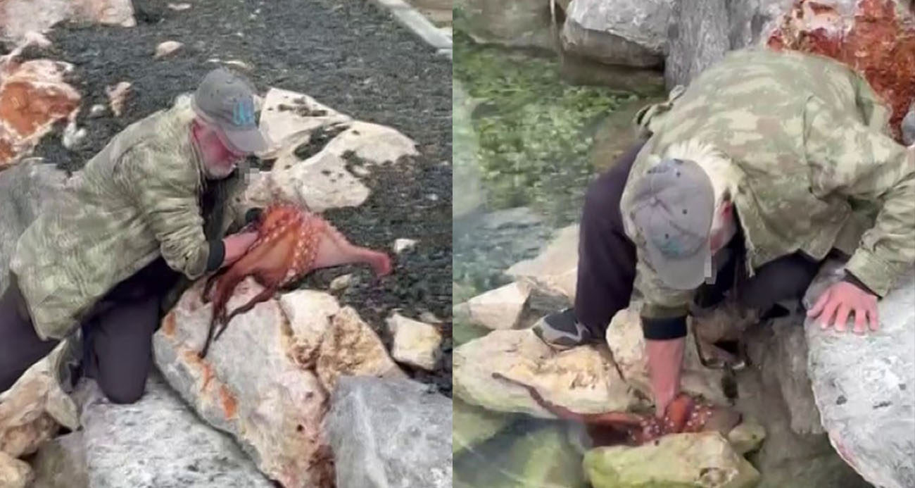Görenler gözlerine inanamadı: Kayalıktaki dev ahtapotu elleriyle avladı