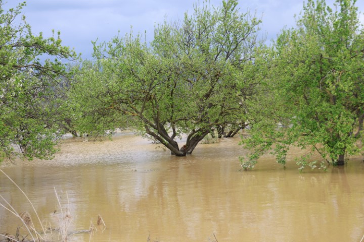 Sağanak yağış Menderes Nehri’ni taşırdı
