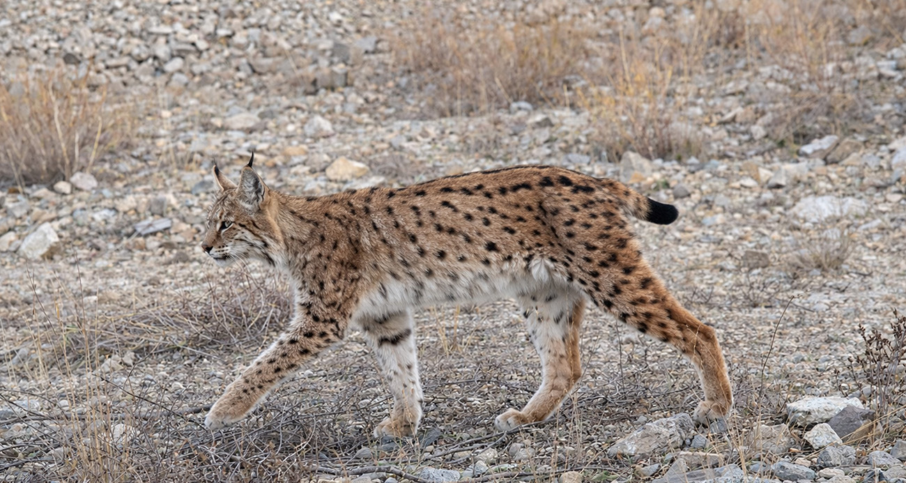 Kırıkkale’de ormanlık alanlara yerleştirilen fotokapanlara, Uluslararası Doğayı Koruma Birliği (IUCN) kırmızı listesinde yer alan ve birinci derecede koruma altında bulunan "ormanın hayaleti" vaşak ile kurt sürüsü yansıdı.