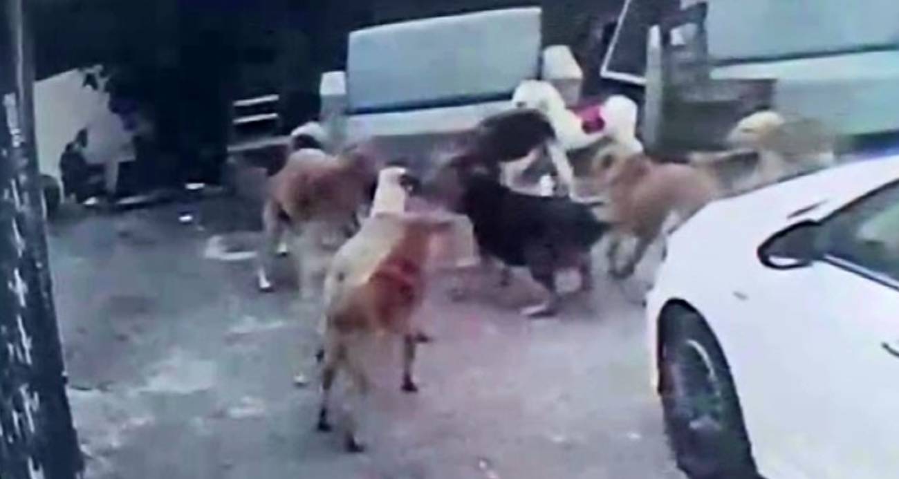 Köpek sürüsü kediyi parçaladı, korkudan çocuğunu okuldan aldı