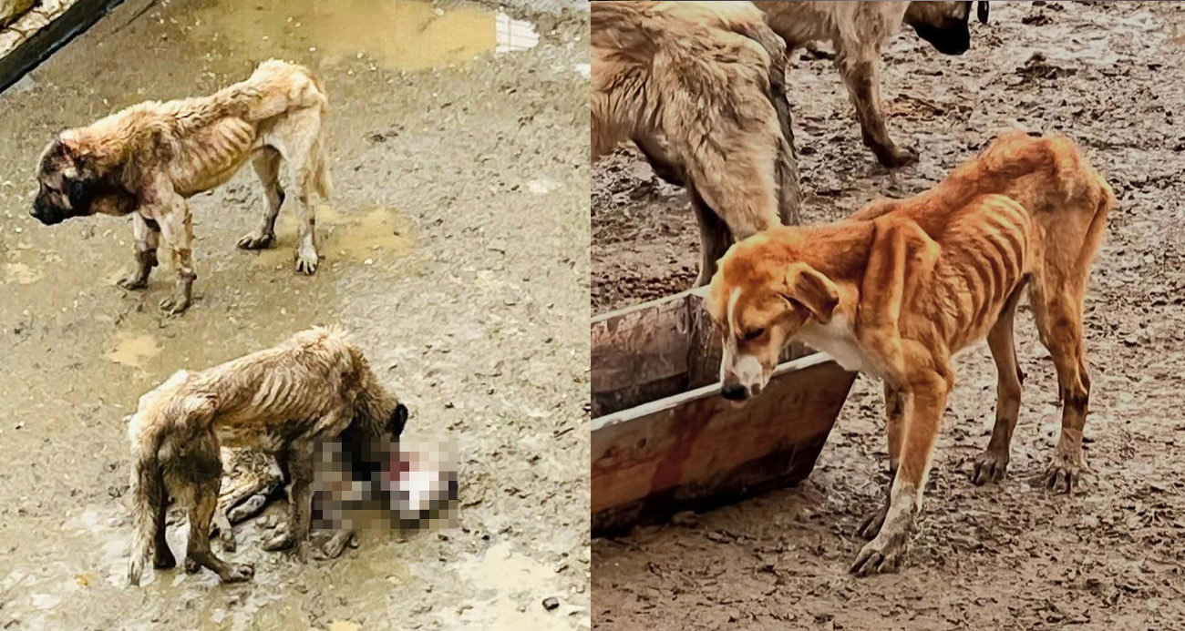 Bilecik'in Bozüyük ilçesindeki Doğal Yaşam Alanı'nda aç kalan köpekler birbirlerini yerken, çıkan görüntüler sonrası hayvanseverler barınağa akın etti.