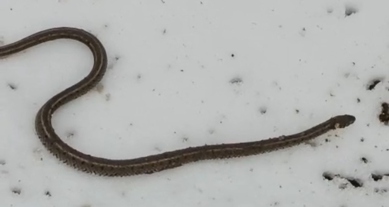 Yüksekova’da su arızası giderilirken 1 metrelik yılan çıktı