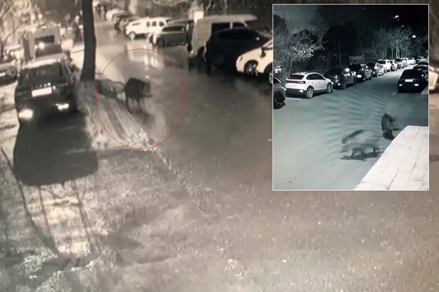 Sarıyer’de aç kalan domuzlar hastane yakınına kadar geldi