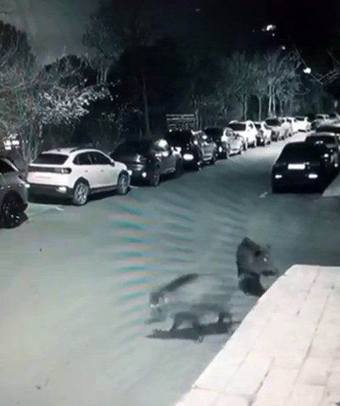 Sarıyer’de aç kalan domuzlar hastane yakınına kadar geldi