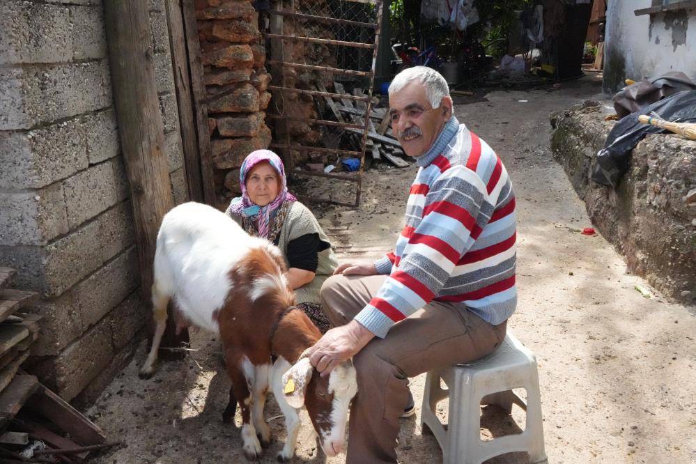 Keçileriyle ömür geçirdiler, şikayetle yıkıldılar: 