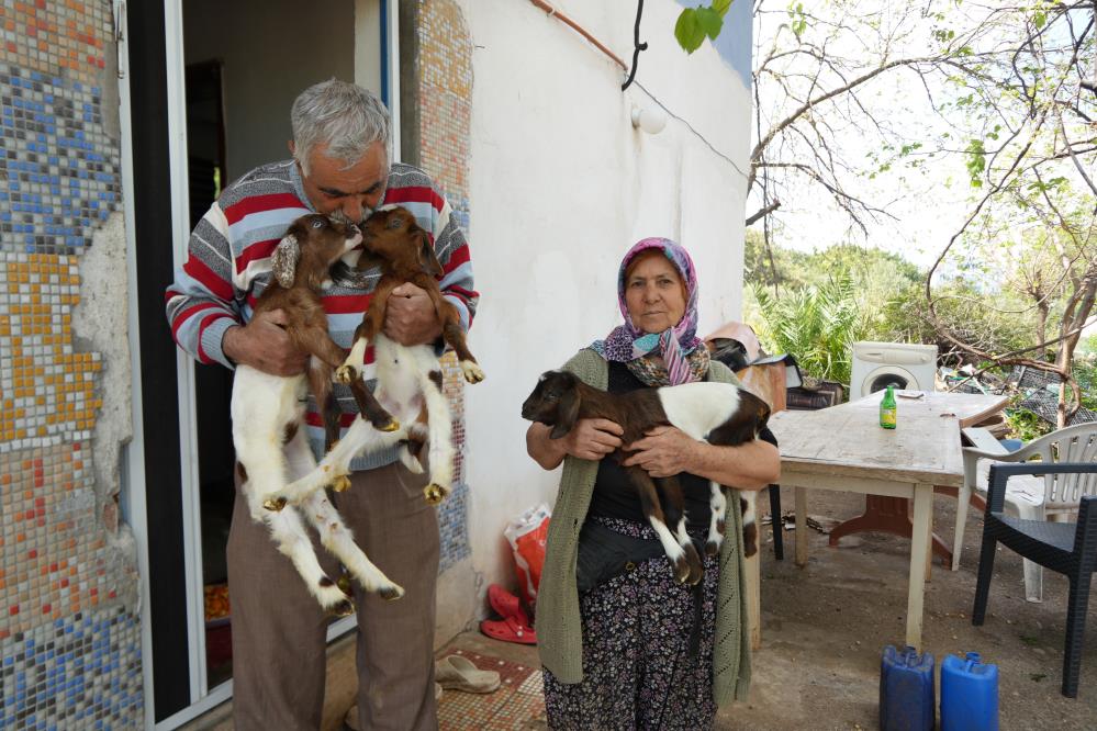 Keçileriyle ömür geçirdiler, şikayetle yıkıldılar: 