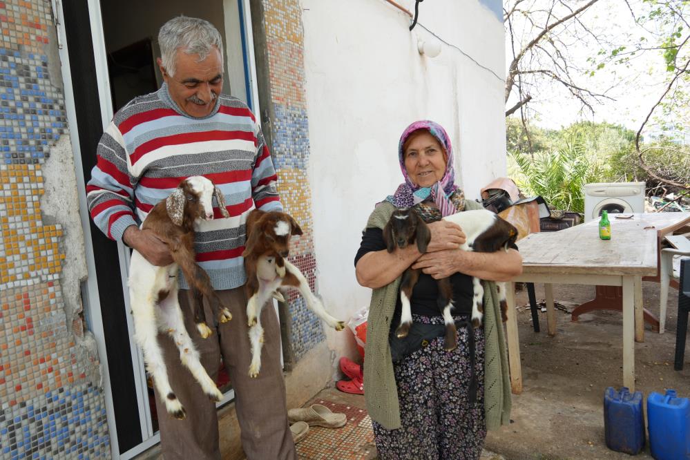 Keçileriyle ömür geçirdiler, şikayetle yıkıldılar: 