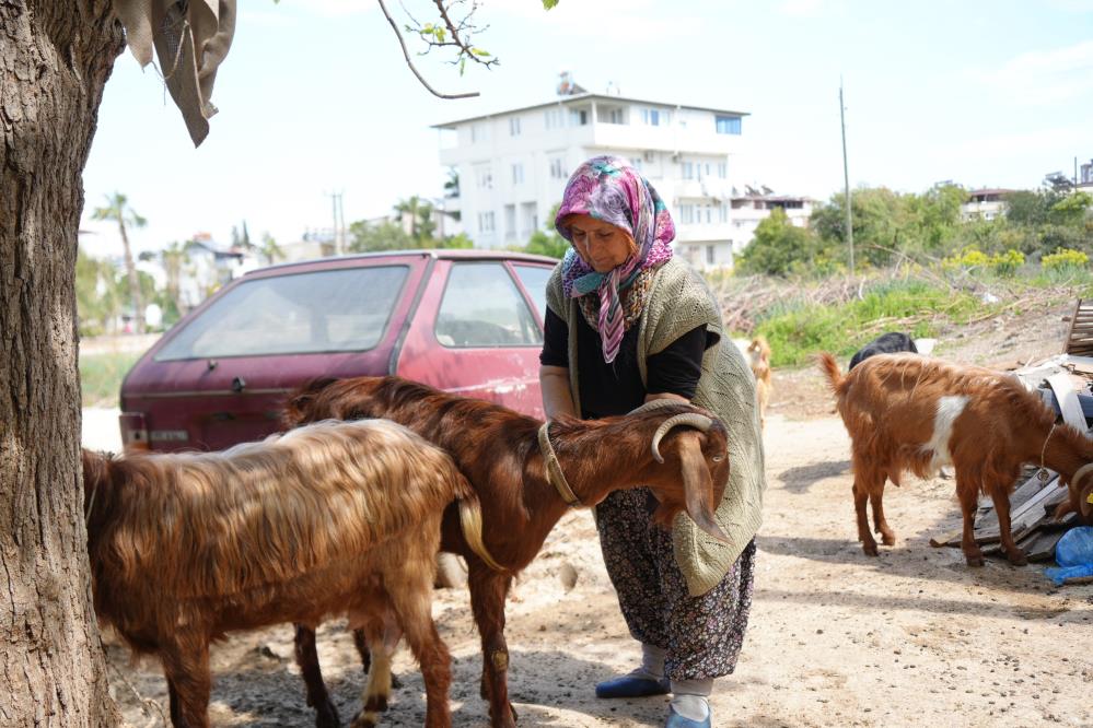 Keçileriyle ömür geçirdiler, şikayetle yıkıldılar: 